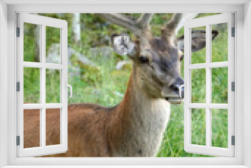 Fototapeta Naklejka Na Ścianę Okno 3D - Vertical portrait of wild dear