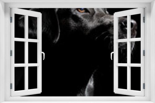 Fototapeta Naklejka Na Ścianę Okno 3D - Black labrador