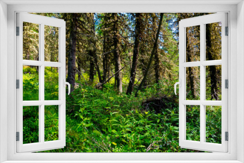 Fototapeta Naklejka Na Ścianę Okno 3D - Alpenwald