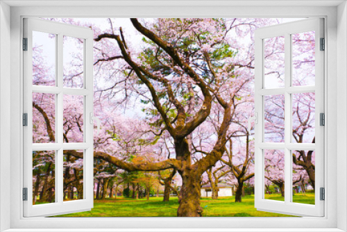Fototapeta Naklejka Na Ścianę Okno 3D - 公園の桜