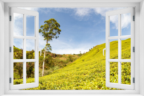Fototapeta Naklejka Na Ścianę Okno 3D - Tea plantation in the mountains of Sri Lanka (Ceylon).
