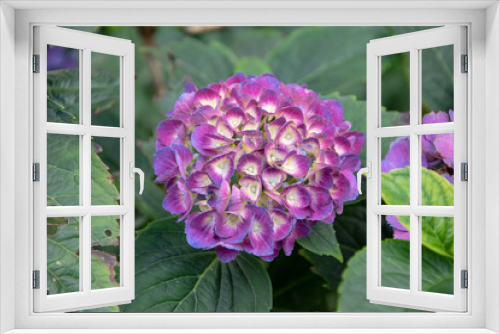 Fototapeta Naklejka Na Ścianę Okno 3D - Blume in der Nahaufnahme