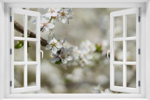 Fototapeta Naklejka Na Ścianę Okno 3D - spring time poster tender concept bloom white flowers on tree branch april season