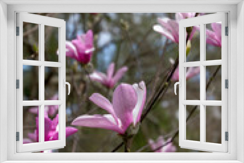 Fototapeta Naklejka Na Ścianę Okno 3D - Tulip Magnolia Tree In Flower With Fragrant Pink Blossoms