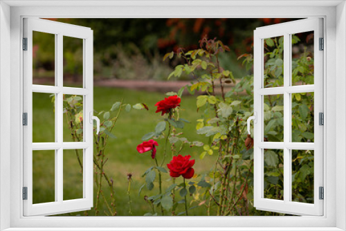 Fototapeta Naklejka Na Ścianę Okno 3D - Touch of Red Roses