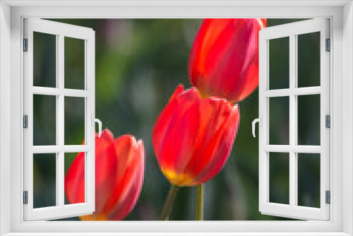 Fototapeta Naklejka Na Ścianę Okno 3D - Tulips