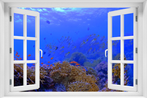 Fototapeta Naklejka Na Ścianę Okno 3D - Coral Reef in the Red Sea - HDR Version