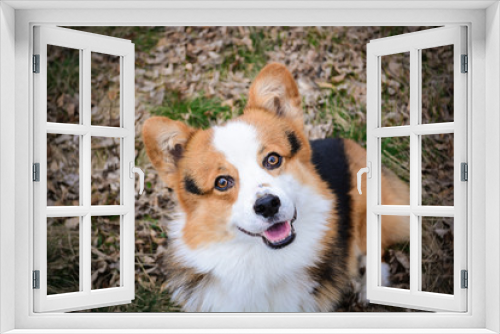 Fototapeta Naklejka Na Ścianę Okno 3D - Gorgeous cute red corgi pembroke portrait sitting in a park and looking straight with open mouth smiling 
