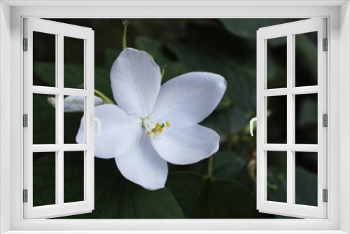 Fototapeta Naklejka Na Ścianę Okno 3D - Bauhinia white orchid flower 