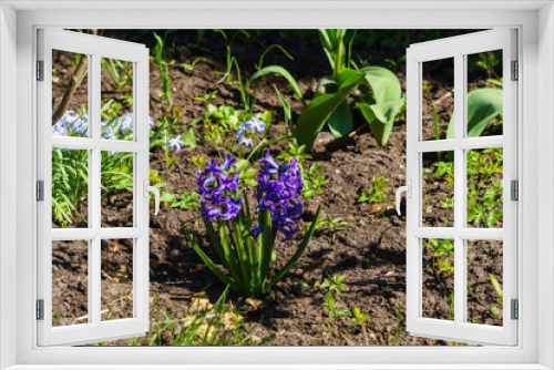 Fototapeta Naklejka Na Ścianę Okno 3D - Lovely purple hyacinths in a spring garden.