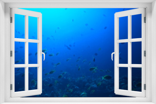 Fototapeta Naklejka Na Ścianę Okno 3D - marine ecosystem underwater view / blue ocean wild nature in the sea, abstract background