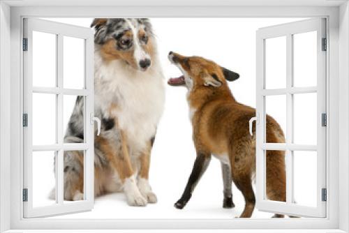 Fototapeta Naklejka Na Ścianę Okno 3D - Red Fox, Vulpes vulpes, playing with Australian Shepherd dog