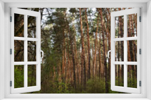 Fototapeta Naklejka Na Ścianę Okno 3D - Pine forest landscape, vertical. Footpath in woodland, outdoors. Scenery nature with sunlight