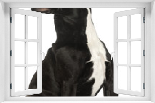 Fototapeta Naklejka Na Ścianę Okno 3D - French Bulldog, 16 years old, sitting in front of white