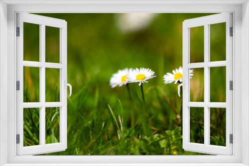 Fototapeta Naklejka Na Ścianę Okno 3D - blossom daisy flowers background