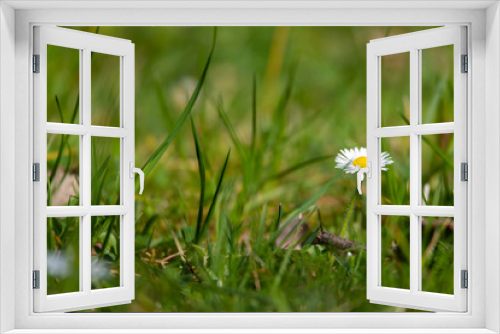 Fototapeta Naklejka Na Ścianę Okno 3D - blossom daisy flowers background