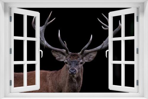 Fototapeta Naklejka Na Ścianę Okno 3D - Red deer on black background (Cervus elaphus)