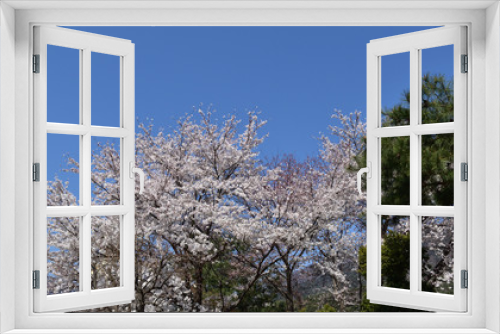Fototapeta Naklejka Na Ścianę Okno 3D - 만개한 벚꽃과 소나무와 푸른하늘