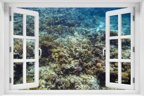 Fototapeta Naklejka Na Ścianę Okno 3D - coral reef in the red sea