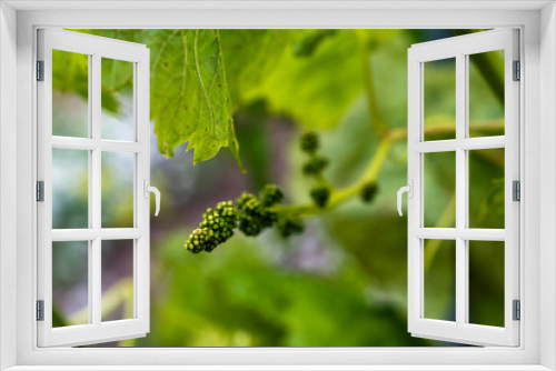 Fototapeta Naklejka Na Ścianę Okno 3D - Budding Grapes
