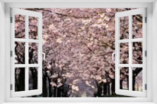 Fototapeta Naklejka Na Ścianę Okno 3D - Tunnel of blossoming cherry trees