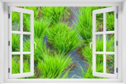 Fototapeta Naklejka Na Ścianę Okno 3D - Background consisting of rice seedlings in an aquatic environment

