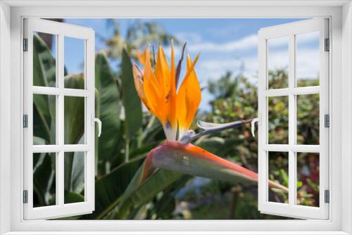Fototapeta Naklejka Na Ścianę Okno 3D - PORTUGAL MADEIRA FLOWER