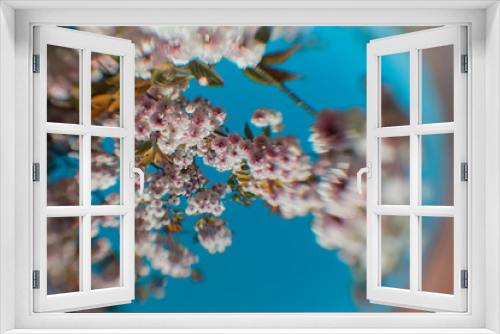 Fototapeta Naklejka Na Ścianę Okno 3D - Lovely, slightly distorted view of cherry blossoms during springtime. Shallow depth of field. 