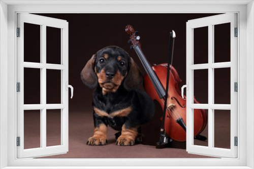 Fototapeta Naklejka Na Ścianę Okno 3D - Cute dachshund puppy with violin
