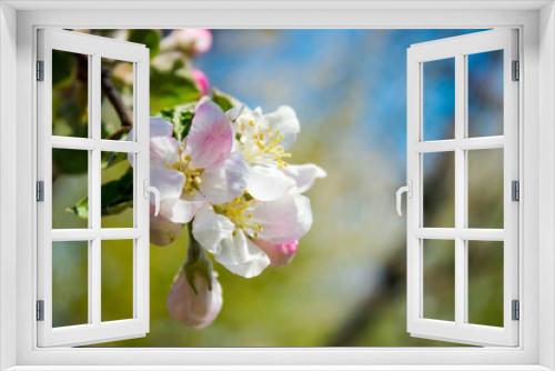 Fototapeta Naklejka Na Ścianę Okno 3D - A gentle spring background for a postcard with a branch of a blooming Apple tree in the garden. Texture of blooming pink Apple blossoms in spring with close-up detail against a blue sky, with backgrou