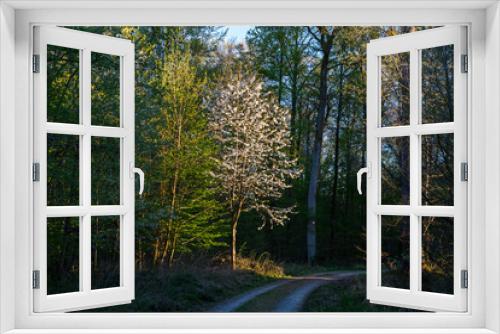 Fototapeta Naklejka Na Ścianę Okno 3D - Waldweg im Frühjahr | Forest track in Spring | Blühende Vogelkirsche - Prunus avium - am Wegrand