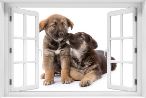 Fototapeta Naklejka Na Ścianę Okno 3D - two cute puppies brothers isolated on white backgr