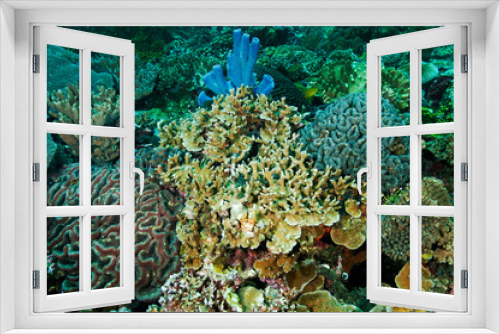 Fototapeta Naklejka Na Ścianę Okno 3D - Reef scenic with brain corals Sulawesi Indonesia