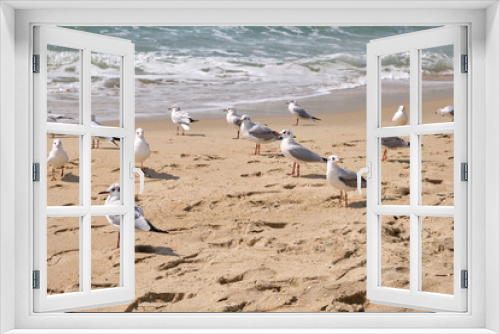 Fototapeta Naklejka Na Ścianę Okno 3D - Seagulls near the Ocean on a Beach on a Sunny Day