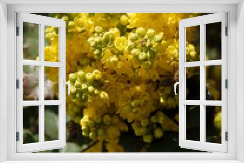 Fototapeta Naklejka Na Ścianę Okno 3D - yellow flowers of mahonia bush at spring close up