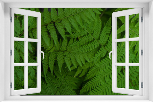 Fototapeta Naklejka Na Ścianę Okno 3D - Close up of Green leaf in nature for background