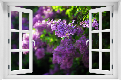 Fototapeta Naklejka Na Ścianę Okno 3D - Spring lilac flowers in blossom