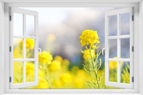 Fototapeta Naklejka Na Ścianę Okno 3D - 菜の花畑 黄色い花