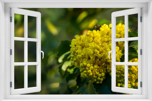 Fototapeta Naklejka Na Ścianę Okno 3D - Mahonia aquifolium or Oregon grape blossom in spring garden. Soft selective focus of bright yellow flowers. Wonderful natural background for any idea. There is place for your text