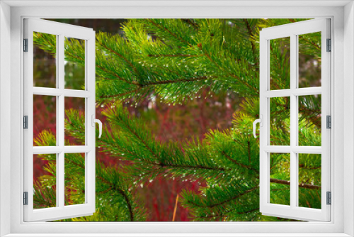 Fototapeta Naklejka Na Ścianę Okno 3D - pine branches on the background of pines