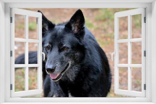 Fototapeta Naklejka Na Ścianę Okno 3D - Black german shepherd mixed breed dog