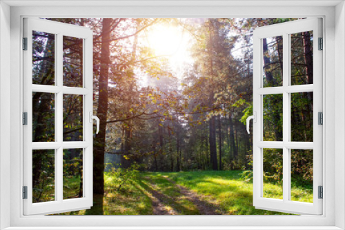 Fototapeta Naklejka Na Ścianę Okno 3D - Pine forest on a sunny summer day in Russia.