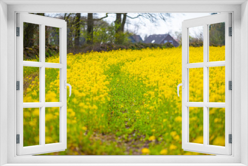 Fototapeta Naklejka Na Ścianę Okno 3D - a field of rapeseed shines  bright yellow in the spring sun