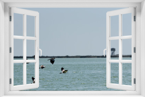 Fototapeta Naklejka Na Ścianę Okno 3D - Flying birds and sea view