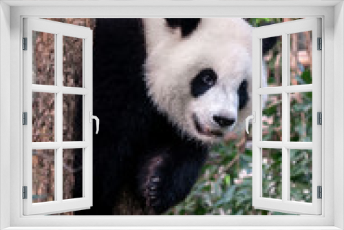 Fototapeta Naklejka Na Ścianę Okno 3D - Giant panda bear in tree