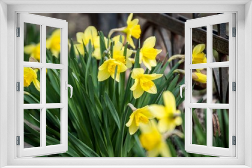 Fototapeta Naklejka Na Ścianę Okno 3D - Yellow daffodils bloom in April
