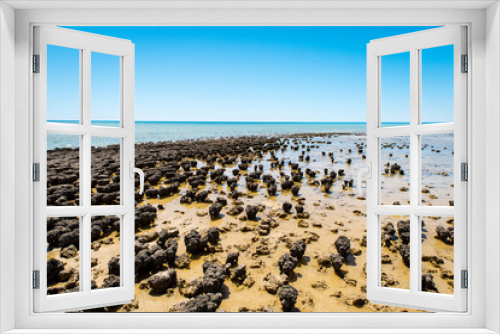 Fototapeta Naklejka Na Ścianę Okno 3D - Stromatolites of Hamelin Pool in Shark Bay - the oldest living fossils on Earth. World Heritage Site in Western Australia