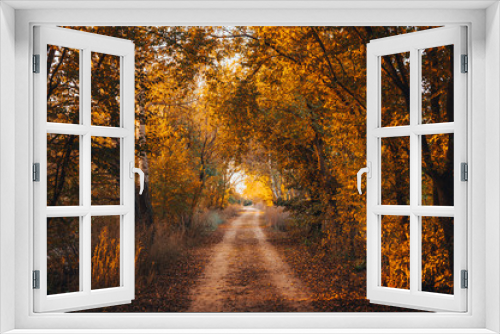 Fototapeta Naklejka Na Ścianę Okno 3D - Autumn forest road through fall Autumn leaves sunny day