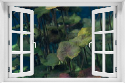 Fototapeta Naklejka Na Ścianę Okno 3D - algae in cenote water