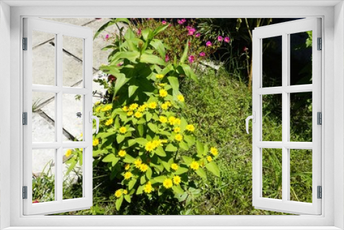 Fototapeta Naklejka Na Ścianę Okno 3D - zinnia flowers in the garden
